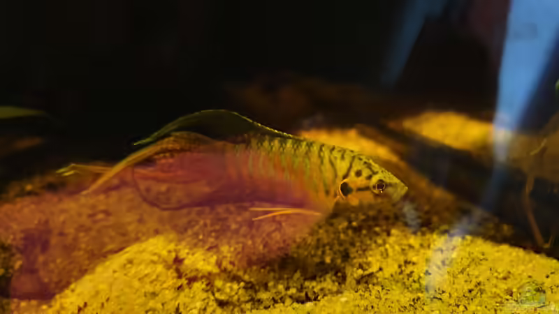 Makropode von Aqua fan (7)