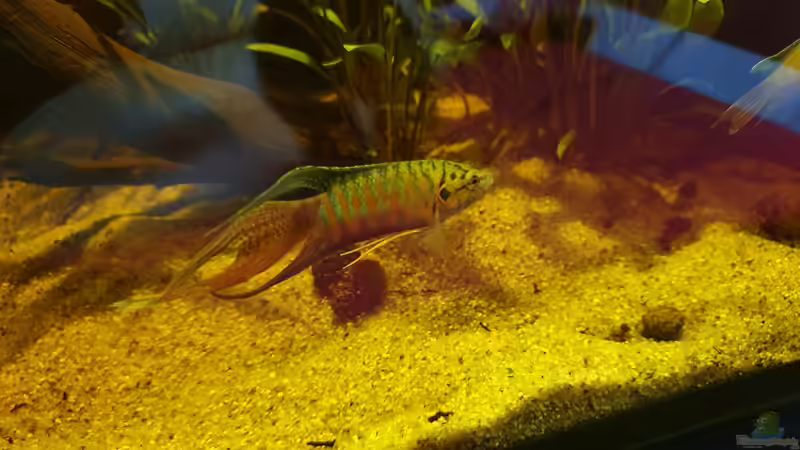 Makropode von Aqua fan (8)