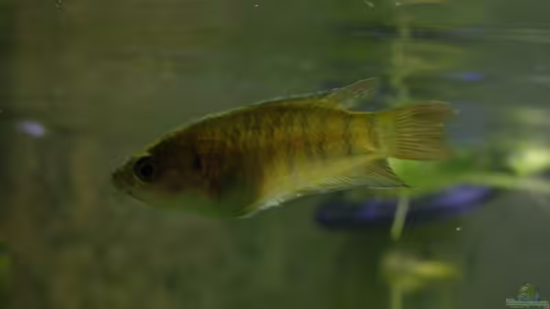 Makropode w von Sabine Stark (32)