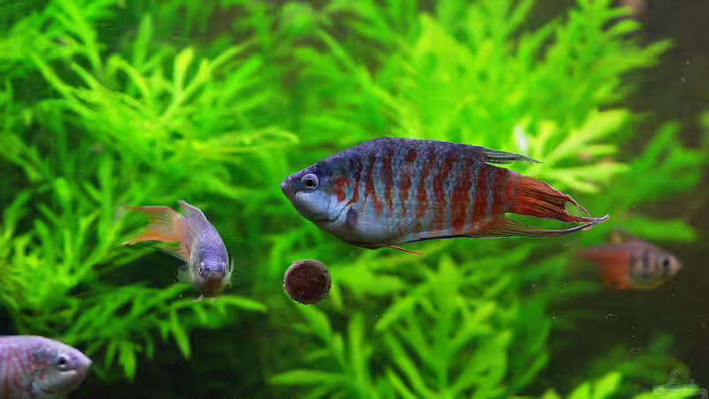 Makropoden, Vater mit Sohn, links das Weibchen von WSS (35)