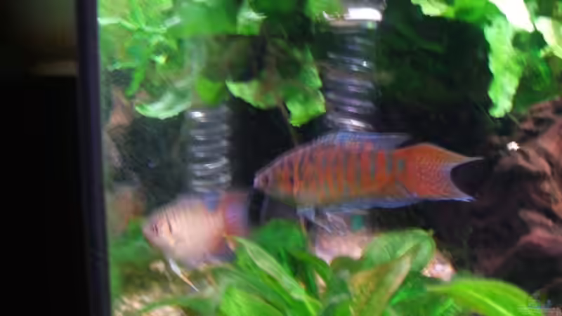 Makropoden von Daniel Pawlik (11)