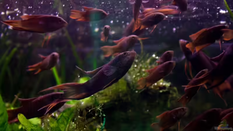 Makropodenschule I.: Da gibt es doch was zu fressen... von Pete (20)