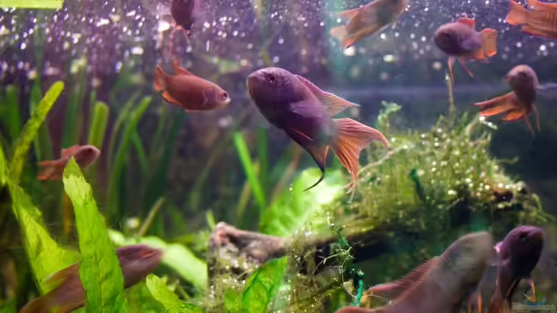 Makropodenschule II.: Posing vor der Kamera von Pete (21)