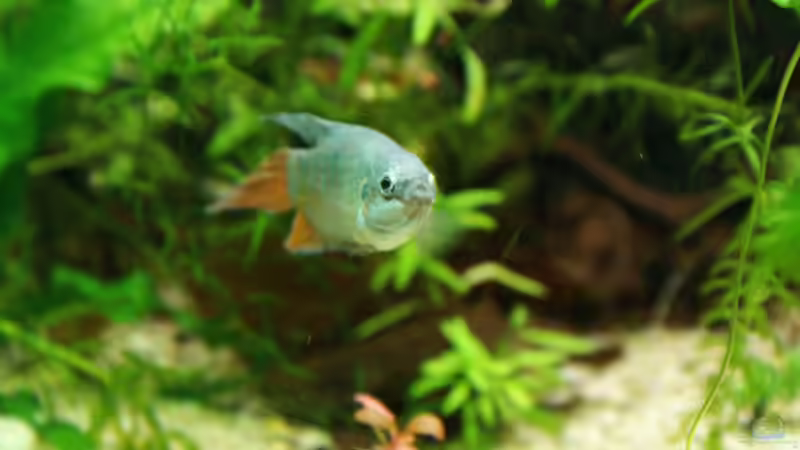 Makropodus Opercularis. Name: Hubert Ubert von Fabian Warmbader (4)