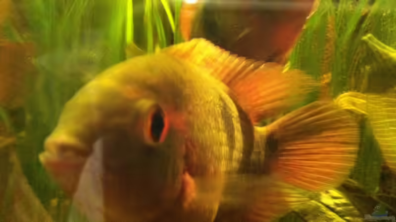 Mal 2  von American Stone (27)