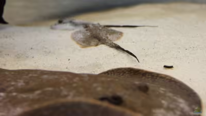 mal als Größenvergleich: Im Vordergrund der Vater von AlexDhc (28)