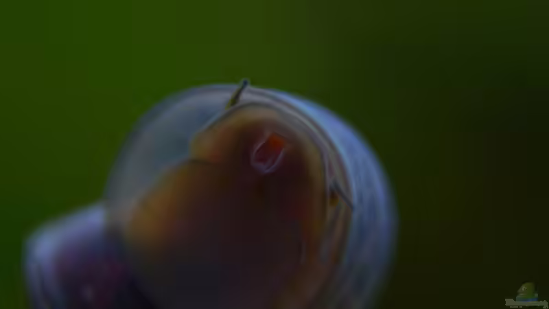 Mal aus einem anderen Blickwinkel  von Rotkopfsalmler (25)