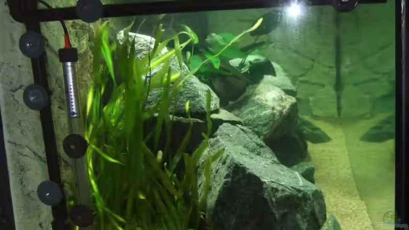 Mal der Vergleich zum nächsten Bild mit 72 Std. Unterschied von Crenii (6)