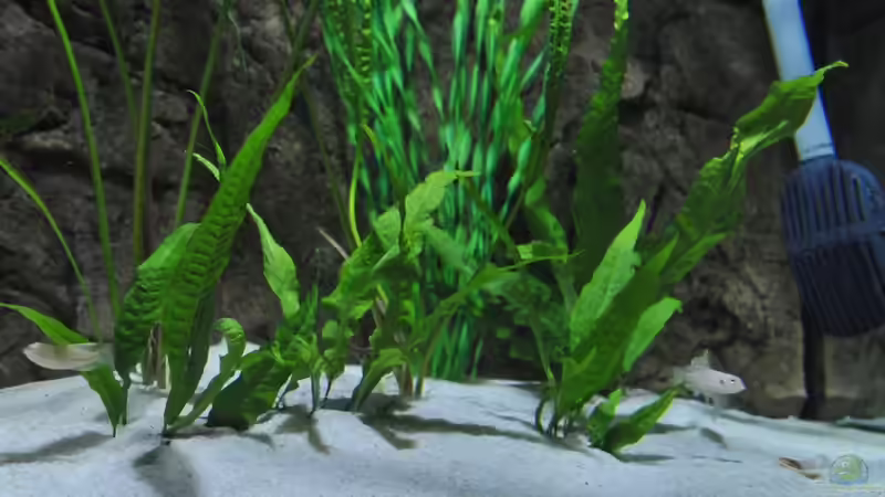 mal echte - die zweite von Lars Schnabel (5)