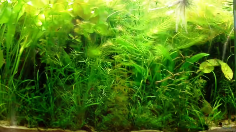 mal ein aktuelles Bild! :-)  von Tommarlon (4)