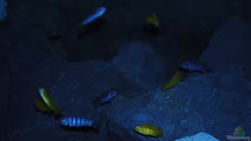 Mal ein Ausschnitt  von Kevin (1)