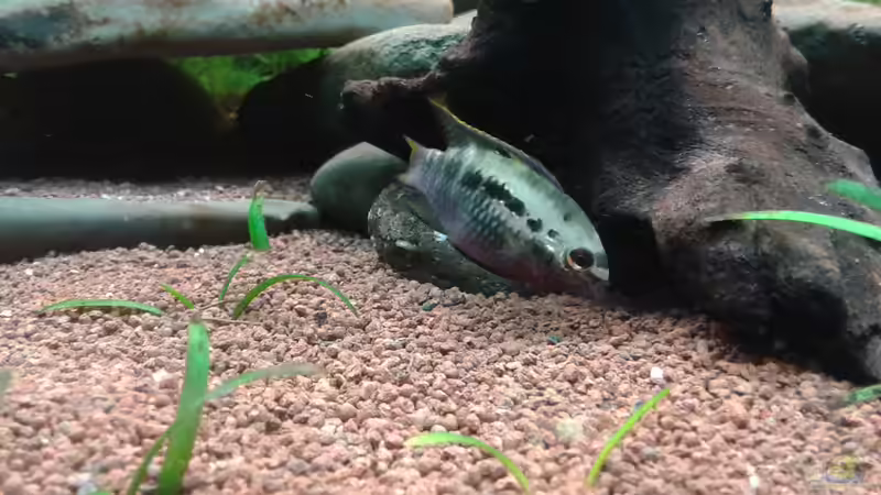 Mal ein scharfes Bild ;) von Kai Heermann (28)