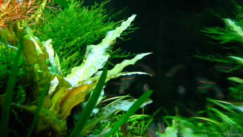 mal ein Unterwassereinblick von Simon John (8)