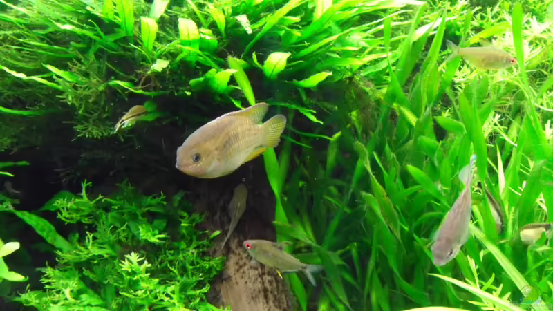 mal etwas näher von Bungi (32)