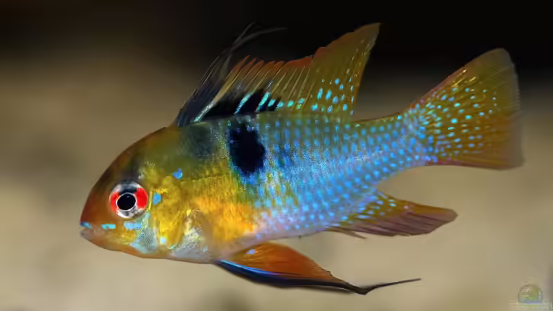 Mal mit einer ordentlichen Kamera zur Abwechslung:) von Ba Bu (37)