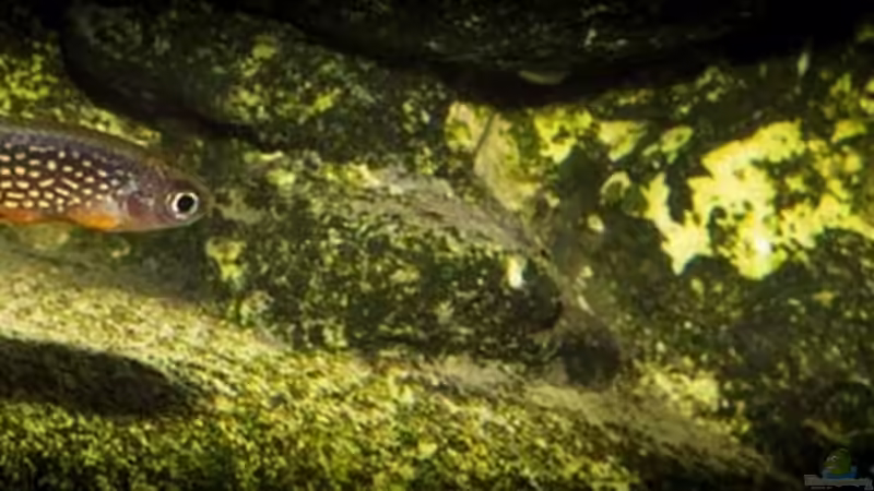 mal näher ran an die ´kleinen Süßen´ Danio margaritatus von AjakAndi (25)