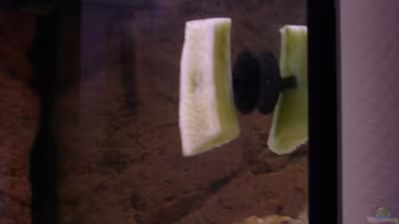 mal ne andere pflanze! so wird die gurcke verfüttert von breakfastklubber (13)