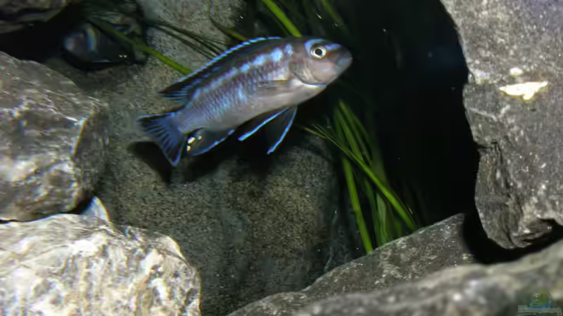 Mal ne ganz neue Perspektive 14.1.2013 von bossie1704 (75)