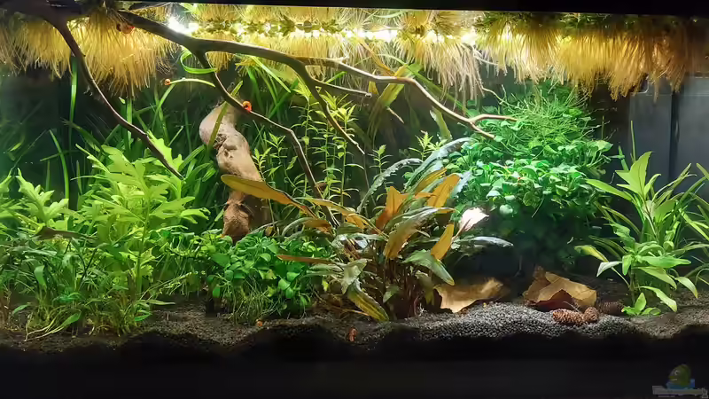 Mal neu gemacht. Jetzt darf es wieder zuwuchern. von DaniJeep (3)