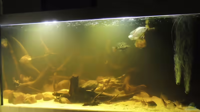 mal paar aktuelle pics von Nico Beyer (7)