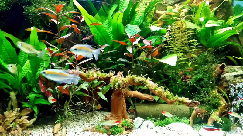 mal schauen ob das Christmasmoos was wird ! von Thomas Müller (15)