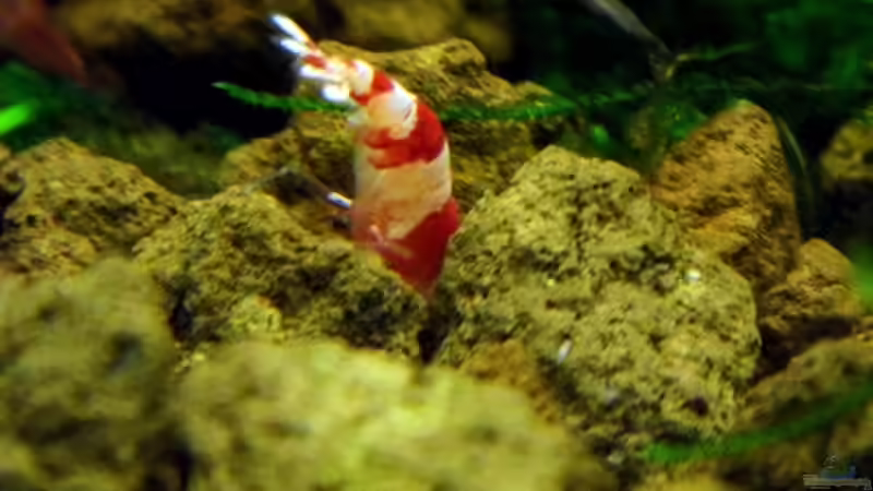 Mal schauen was es hier unten Gutes gibt von snooze (58)