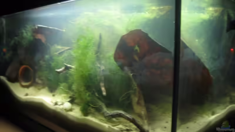 Mal schräg von links (16.02.09) von Frank Förster (3)