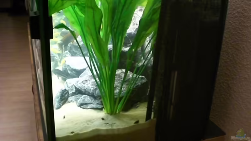 Mal sehen, ob sie sich halten.... von Thomas Dietrich (4)