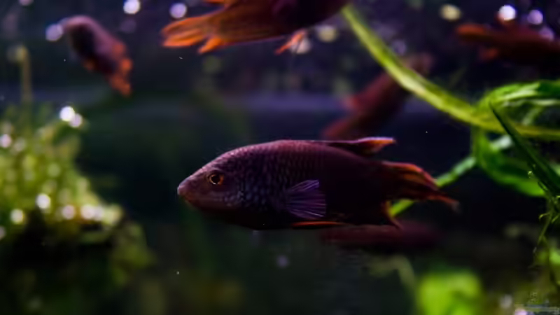 Mal sehen, was hier los ist: 10 Monate alt und sehr neugierig. Hinten ca. 6 Monate von Pete (19)