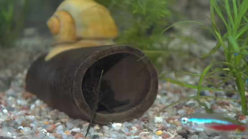 Mal sehen was der Antenwelsnachwuchs macht von SteB-Studio (12)