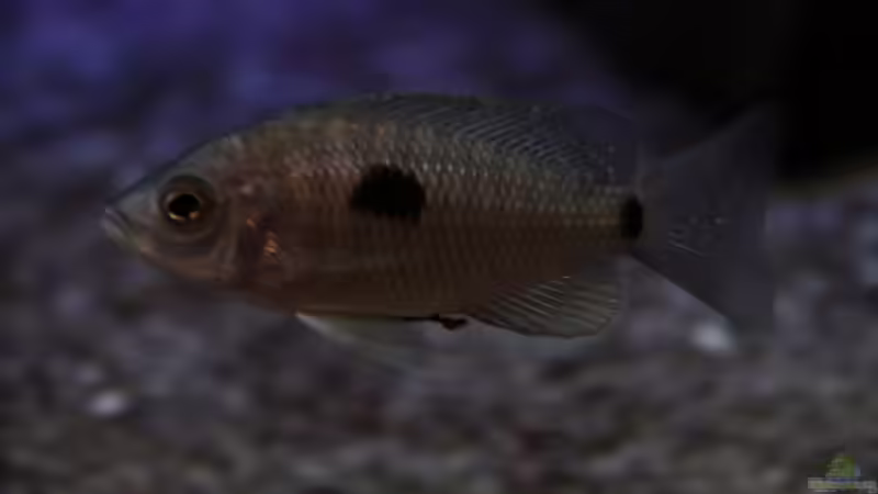 mal sehen was draus wird C.virginalis geertsi gome von Michael Reiz (55)