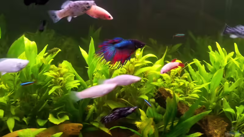 mal so ins Becken fotografiert...nach Leuchstoffröhren-Umstellung von oliK (20)