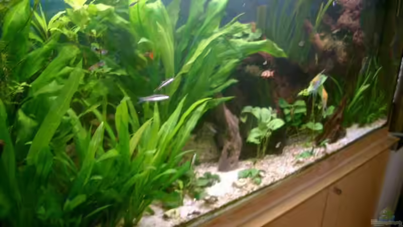 Mal so von der Seite fotografiert.... von elbochos (1)