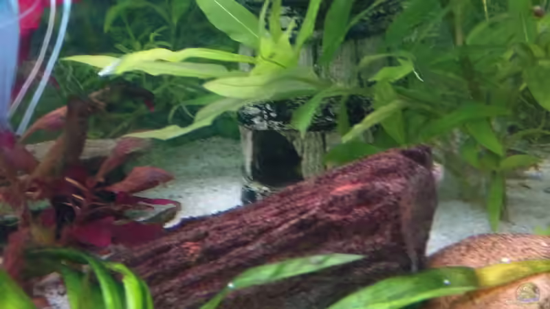 mal so von Inai Whang (8)