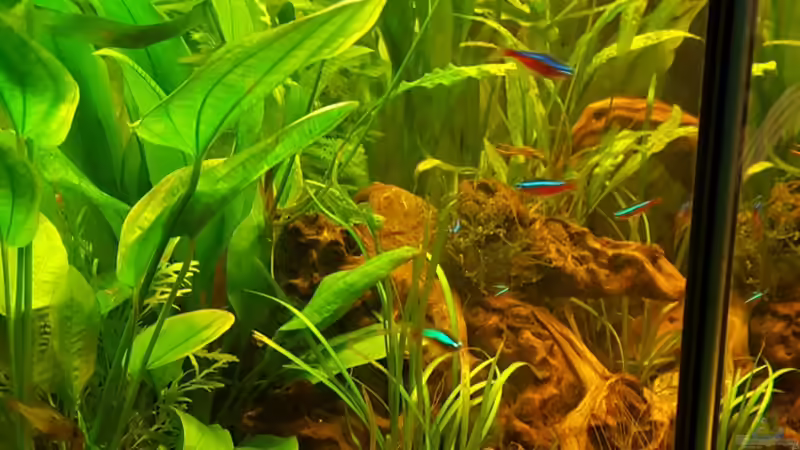 Mal von der Seite von painless Tdb-music (15)