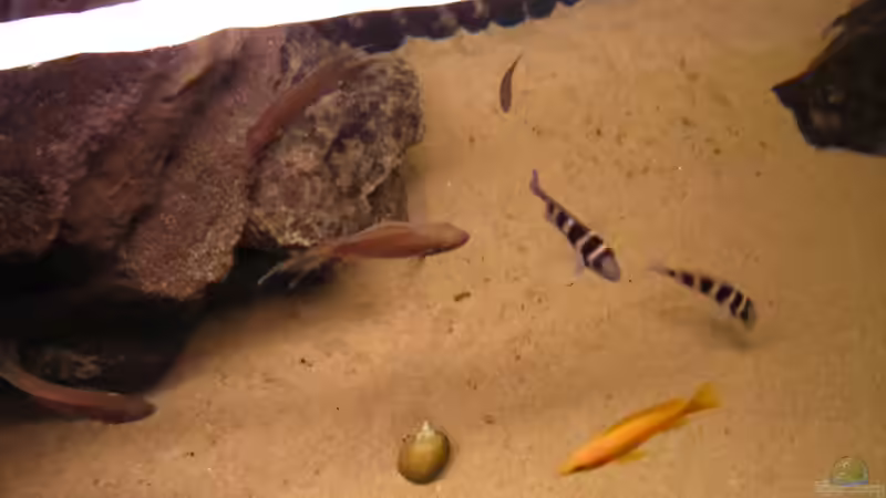 Mal von der Wasseroberfläche aus ganz schön neugierig :-) von Haens84 (32)