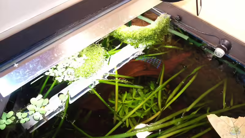 mal von oben 19.12.2010 von Andy_daHousecat (21)