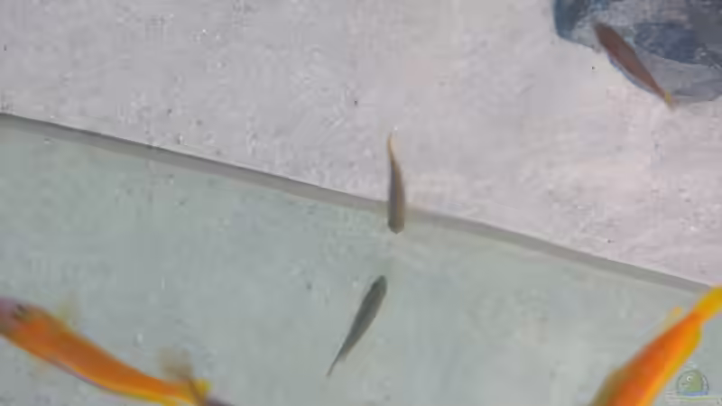 Mal von oben beim Wasserwechsel von BastiB (64)