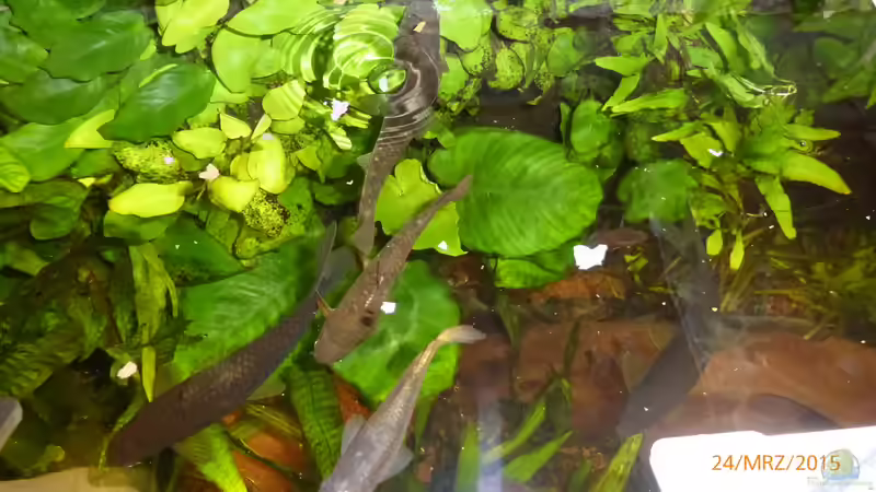 mal von oben von Blackwater (33)