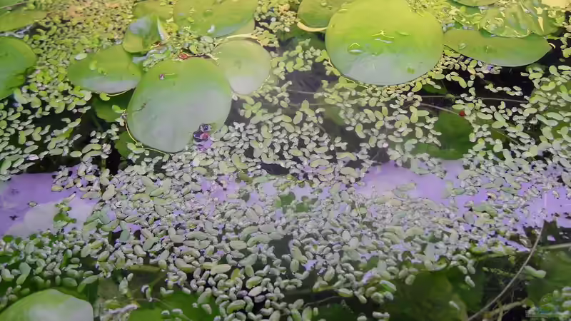 mal von oben von Specter (3)