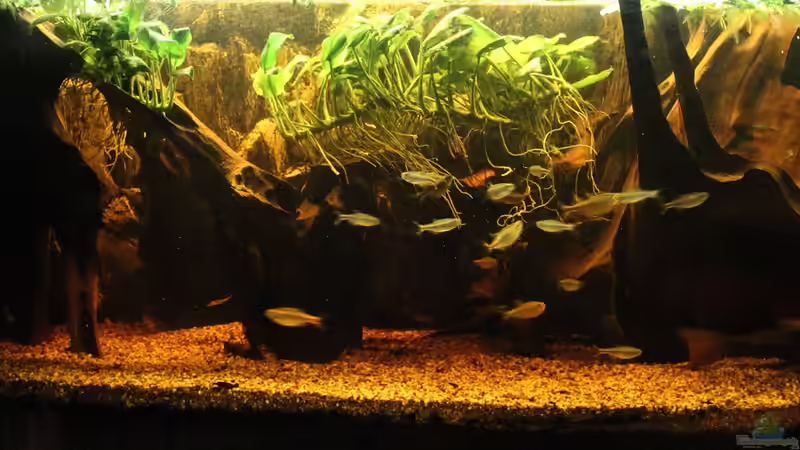 mal wieder ein aktuelles Foto (05.02.2015)