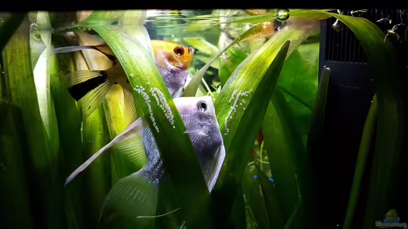 mal wieder ein Gelege von Sebastian Hartmann (131)