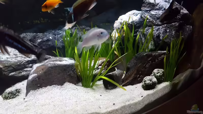 Mal wieder ein Versuch mit Pflanzen :-) von malawifans (6)