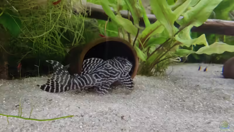 mal wieder ein Welsfoto von Woidma (87)