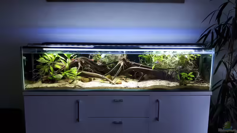 Mal wieder etwas ausgedünnt, boah die Wurzeln gibts noch? ;-) von Berlin42 (37)