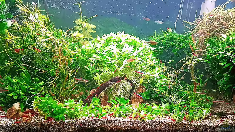 Mal wieder Kahlschlag nach dem Gärtnern. von odin 68 (13)