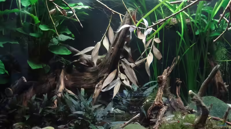 Mal wieder neue ??ste - diesmal Weide (August 2015) von paris (4)