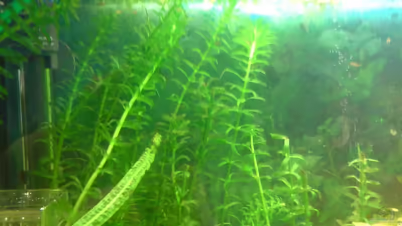 Mal wieder Schwertträger Nachwuchs :-( von ThomasS. (9)