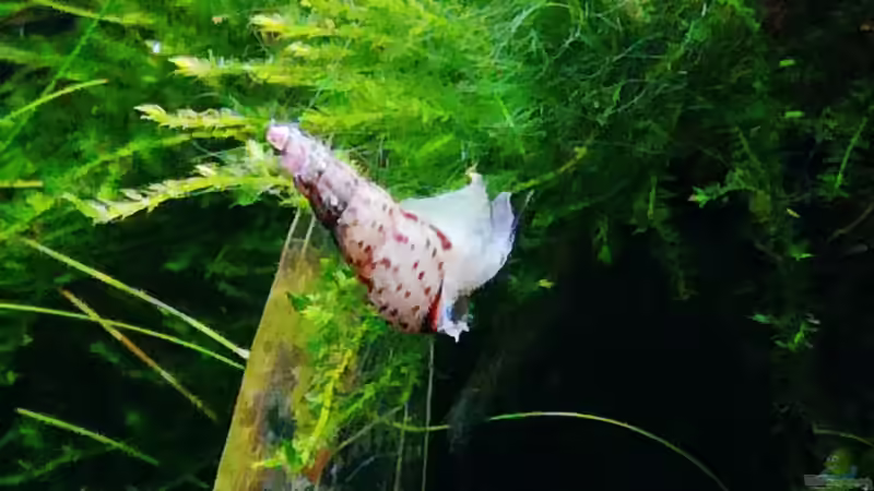 Malaiische TDS von Lance Hardwood (74)