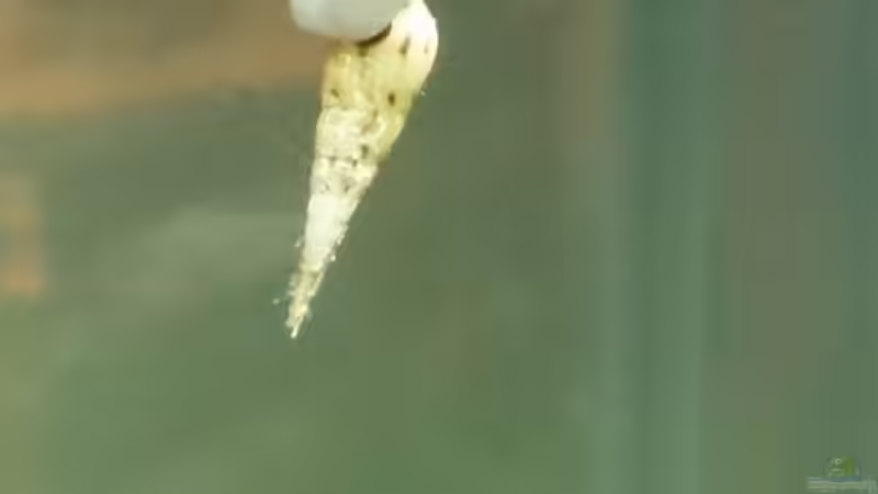 Malaiische Turmdeckelschnecke von Plastikblume (13)